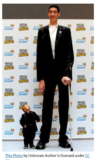 Best practice benchmarking Tallest%20Pygmy.JPG